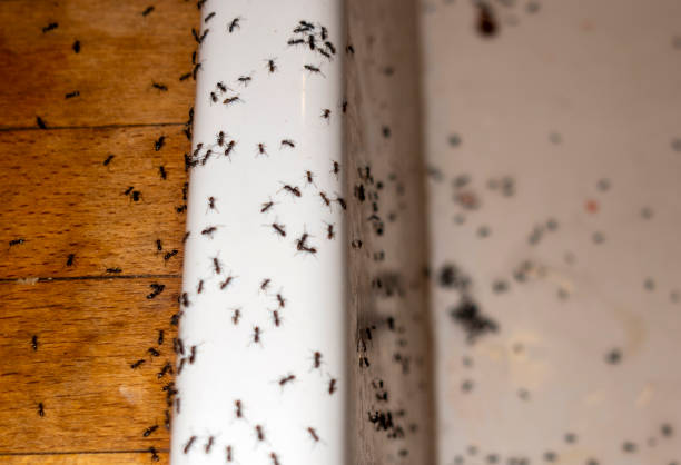 Best Spider Control Near Me  in East Basin, UT