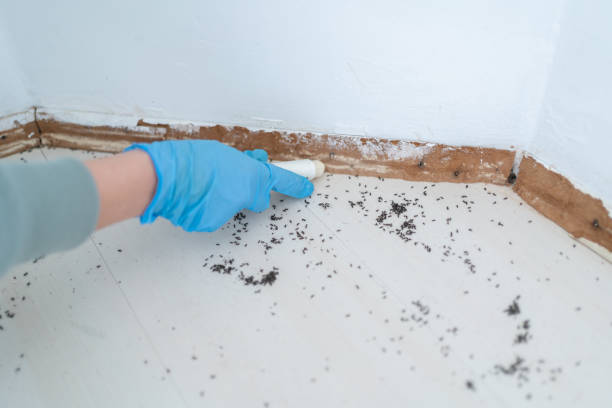 Professional Pest Control in East Basin, UT